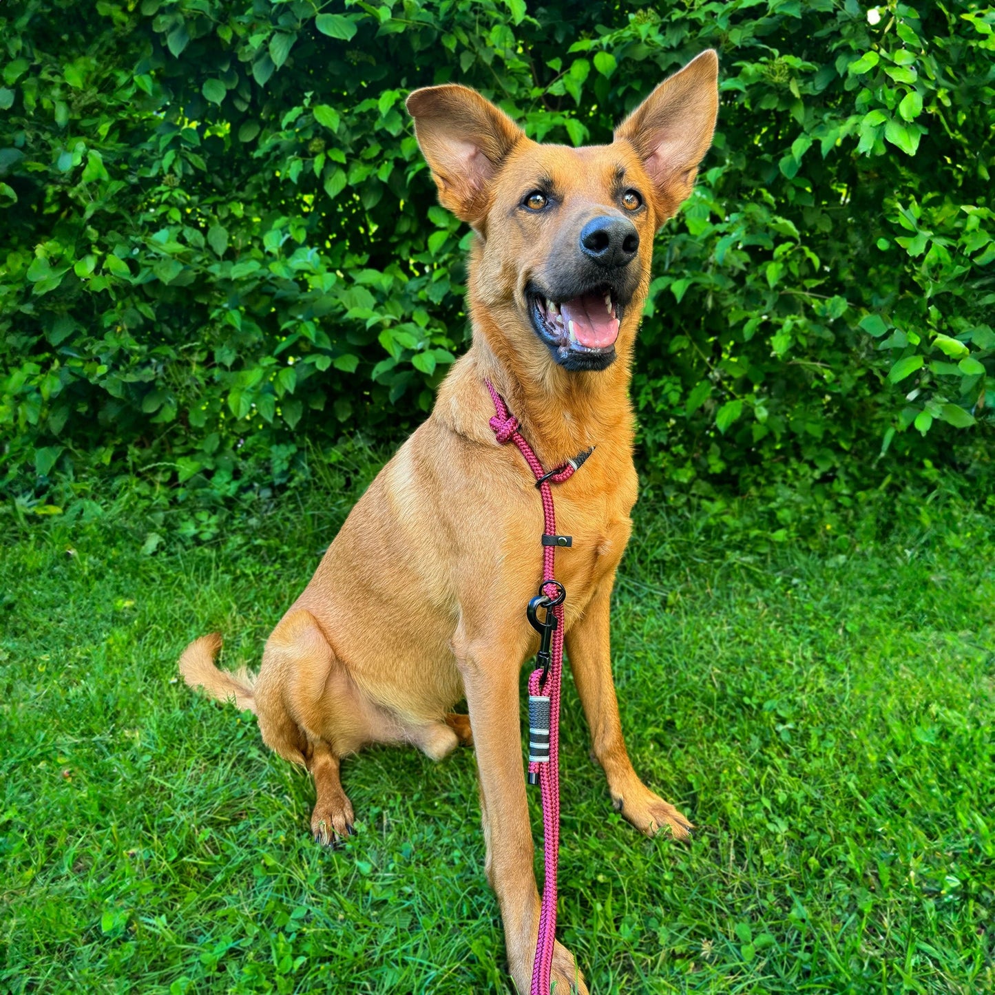 retrieverleine "ruby red"