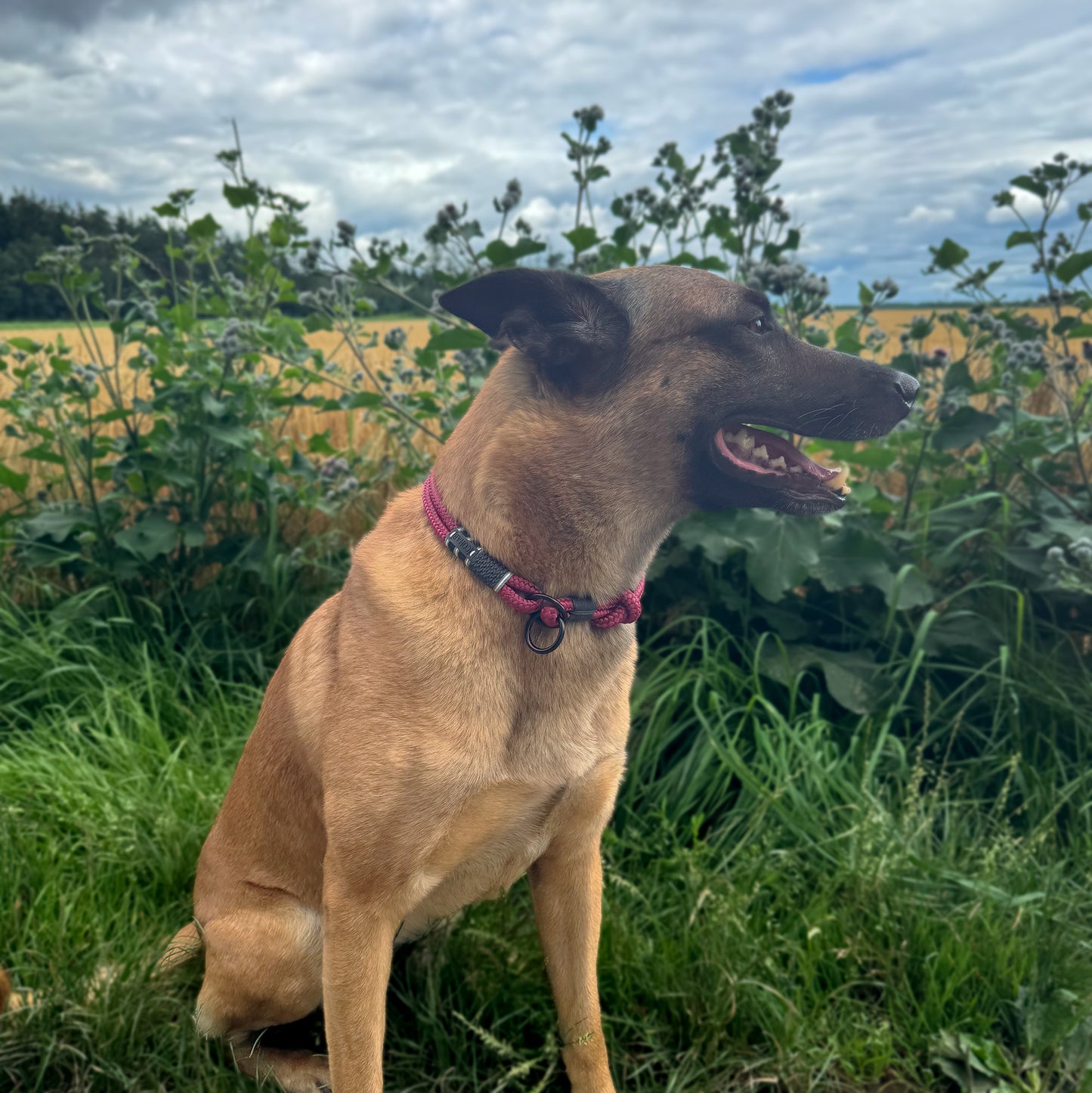 retrieverhalsband "ruby red"