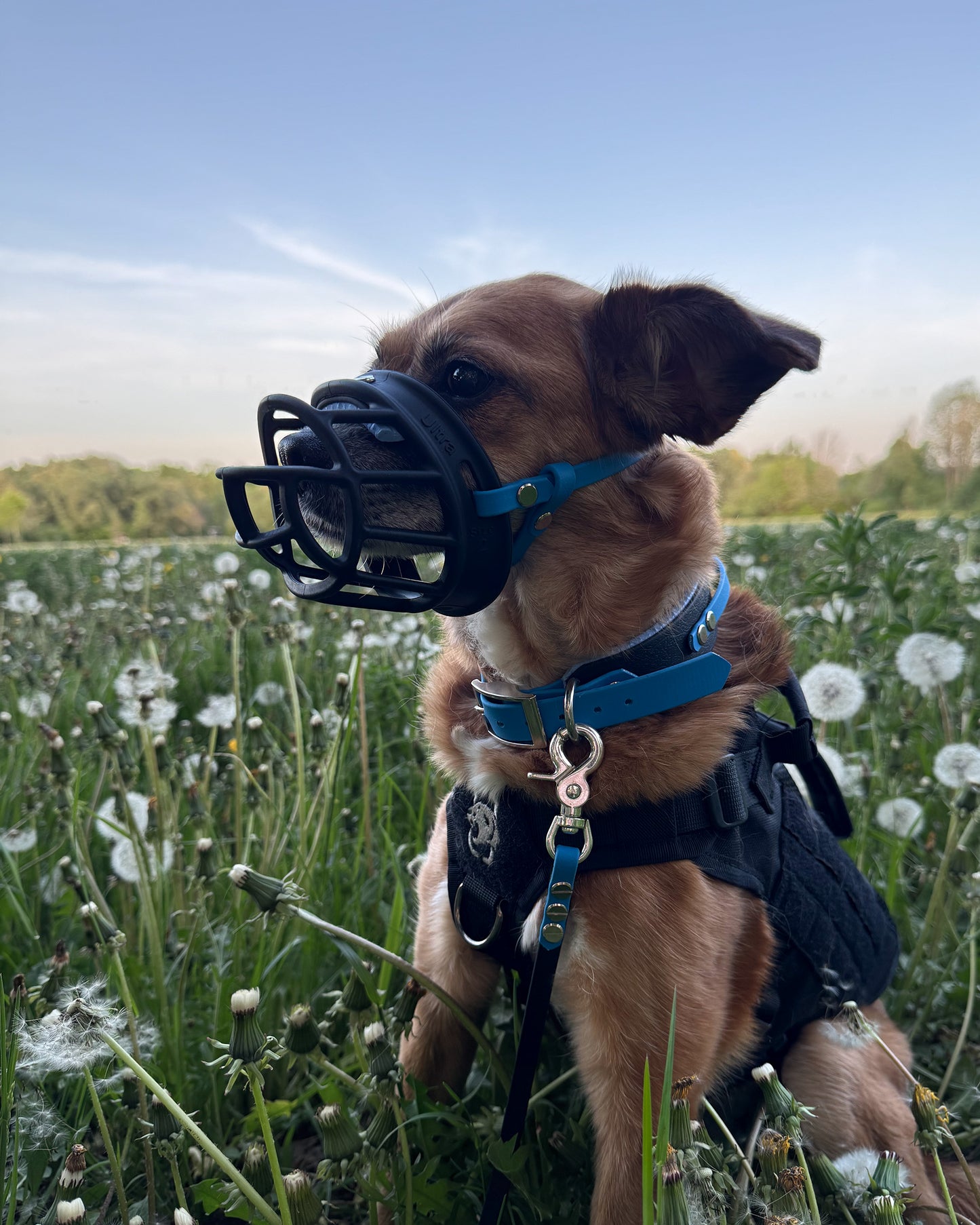 maulkorb polster "easy"