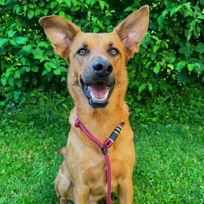 retrieverleine "ruby red"