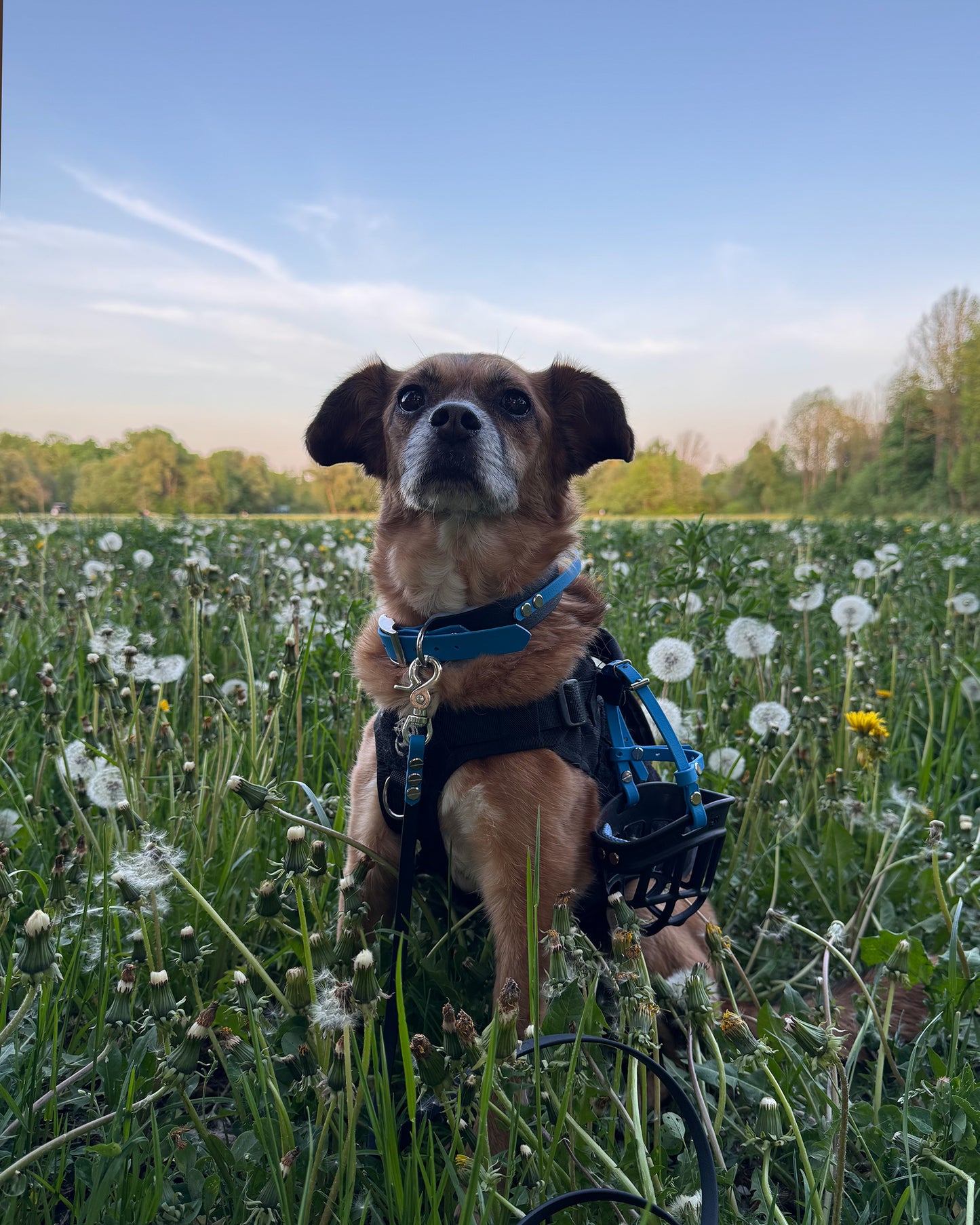 halsband wasserfest "blue"