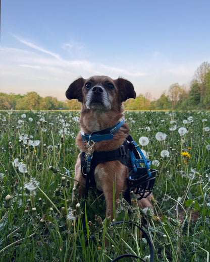 halsband wasserfest "blue"