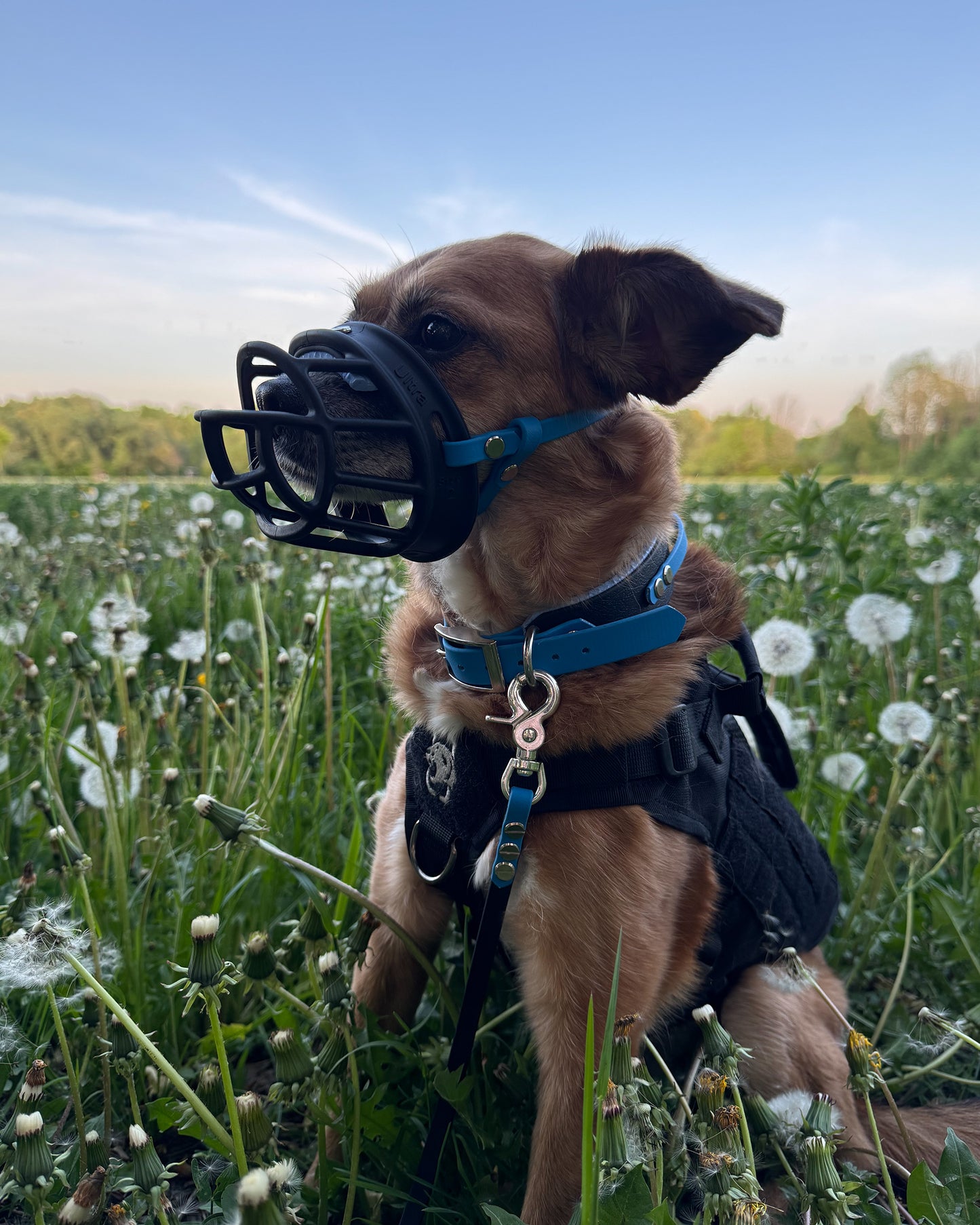 halsband wasserfest "blue"