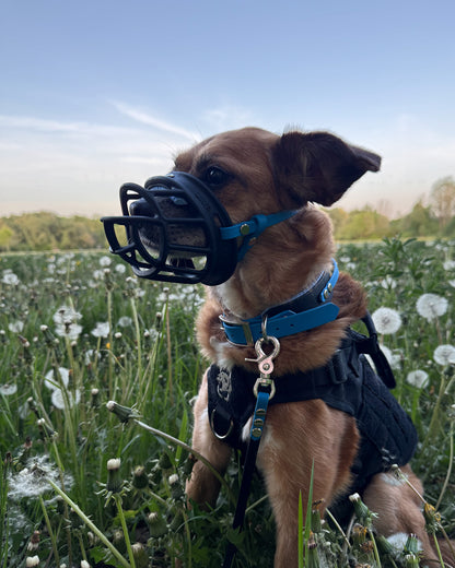 maulkorb polster "easy"