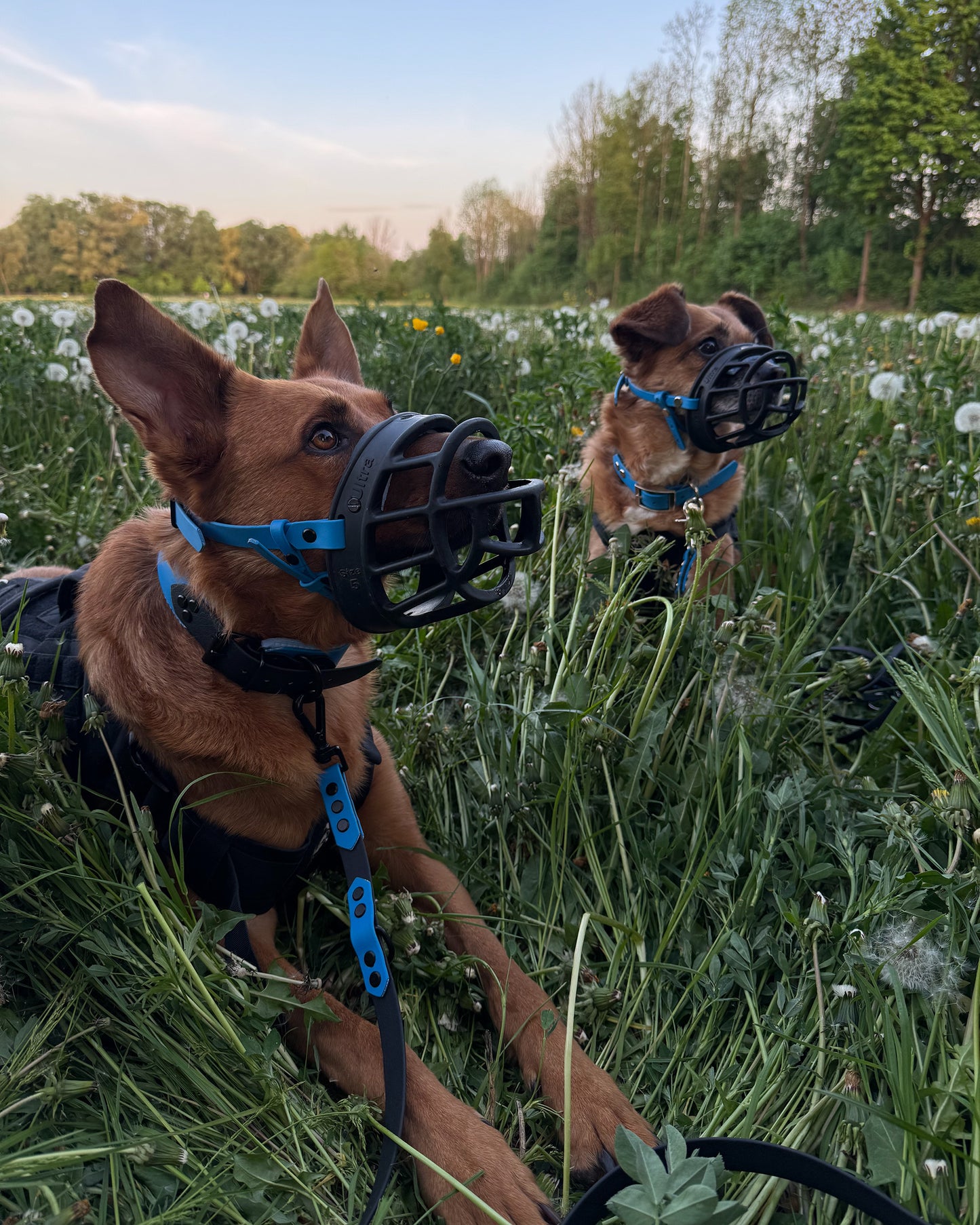 XL halsband wasserfest "blue"