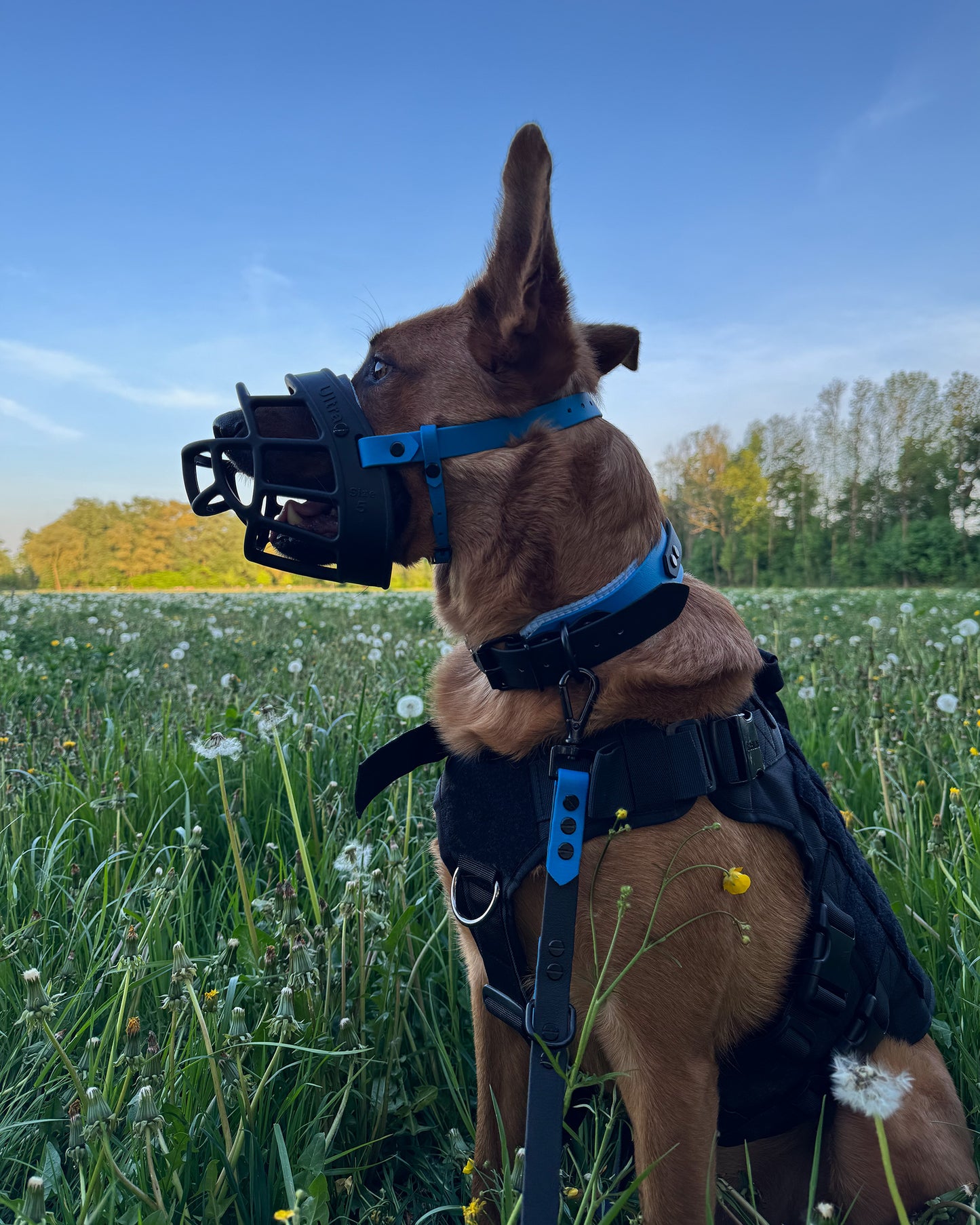 XL halsband wasserfest "blue"