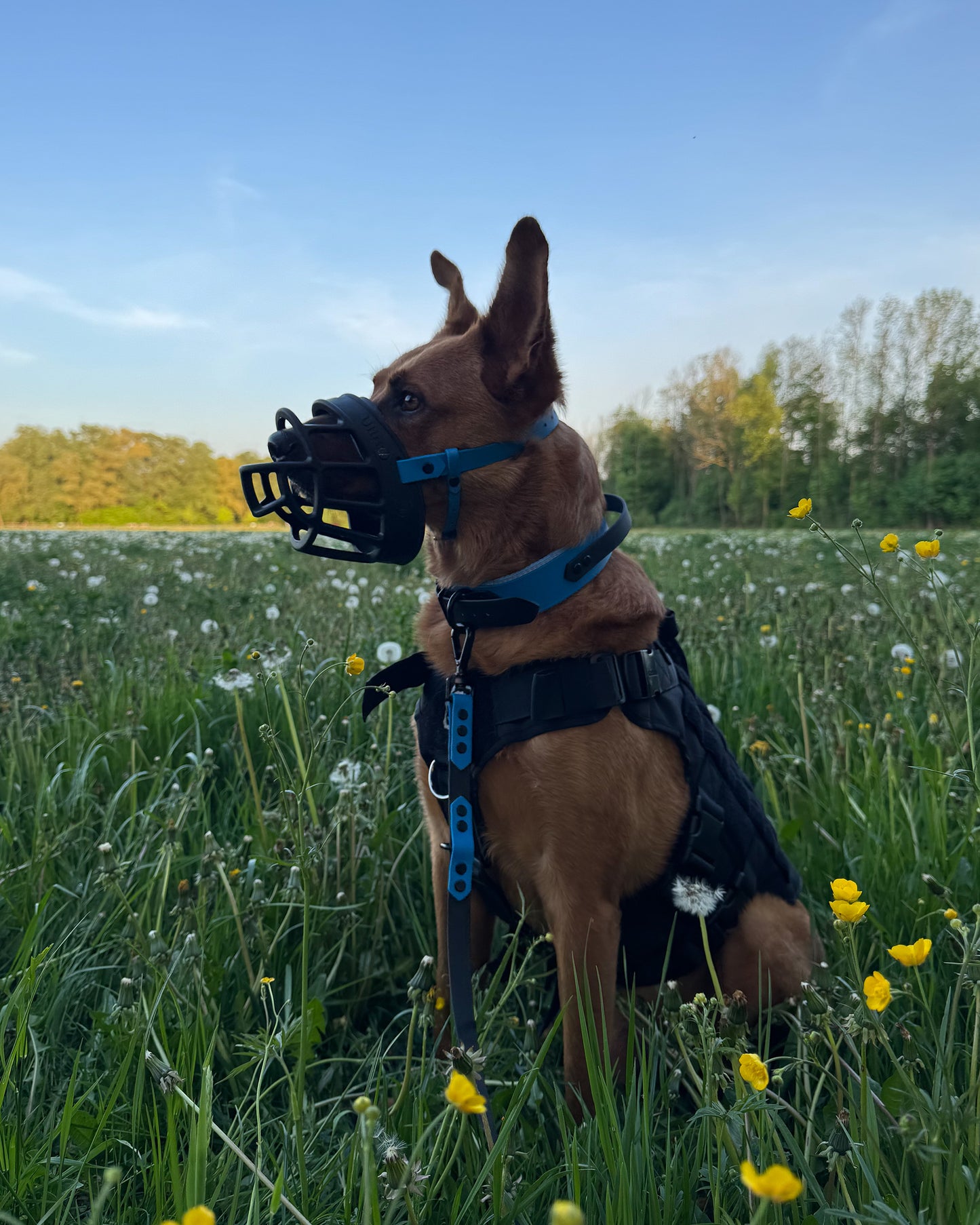 XL halsband wasserfest "blue"